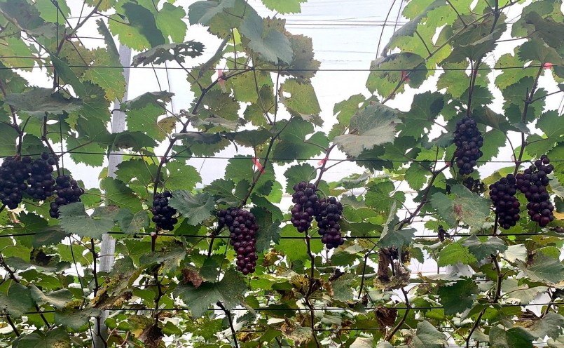 Sau nhiều lần thất bại, kỹ sư trẻ Hoàng Văn Cương đã sở hữu vườn nho hạ đen trĩu giàn.