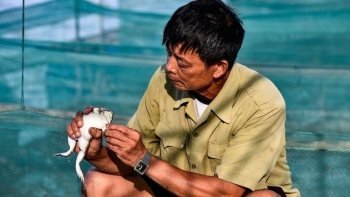Tuyệt chiêu nuôi ếch trên bè cho lợi kép, lão nông xứ Thanh thu 2 tỷ mỗi năm