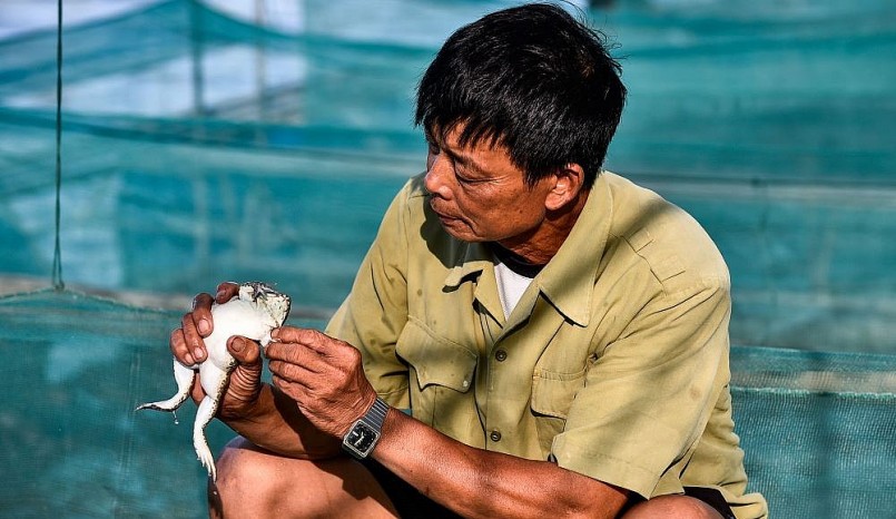 Ông Hoàng Như Đốc thành công với mô hình nuôi ếch trên bè.