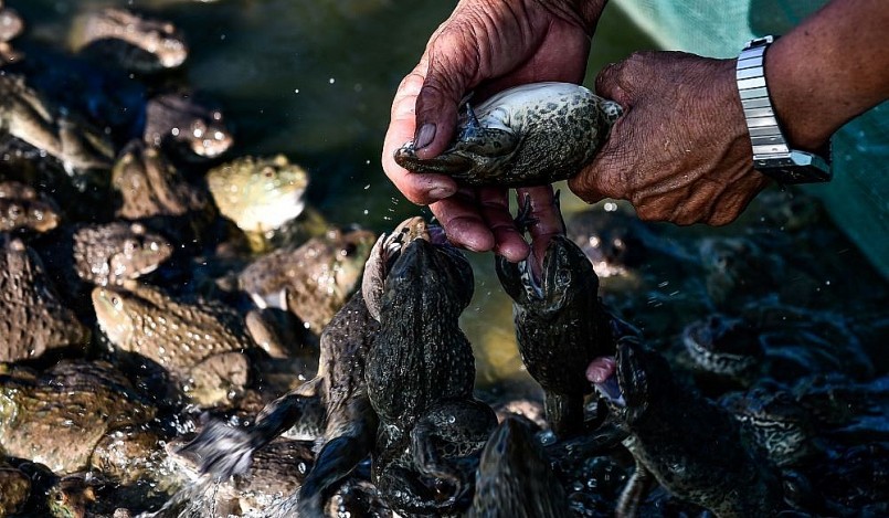Nuôi ếch trên bè, thả cá dưới ao đã đem lại lợi nhuận kép.