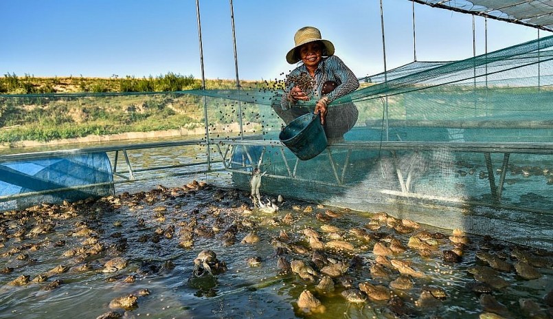 Ếch nuôi trên bè thả với mật độ dày và mau lớn. 