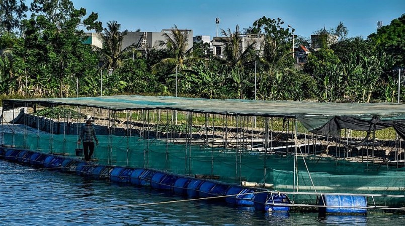 ông Đốc đã nảy ra ý tưởng làm lồng bè căng lưới thả nổi trên mặt nước để nuôi ếch.