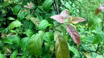 Cây xạ đen có chữa khỏi ung thư như lời đồn?