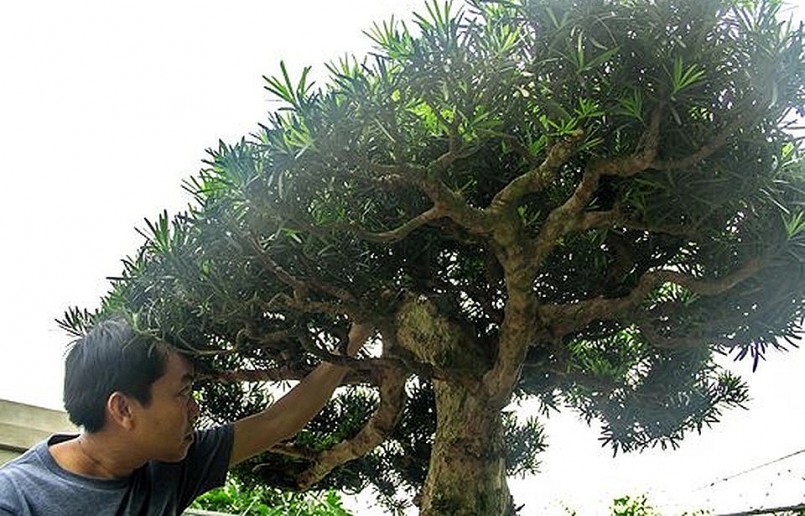 Anh Nguyễn Kim Ngọc hằng ngày vẫn thăm vườn và tận tay chăm sóc những “đứa con” tinh thần của mình. 