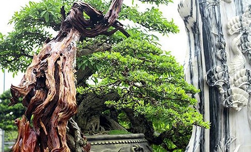 Cây Linh Sam hoa tím, thân cây bị chết một phần rất đẹp và lạ mắt.