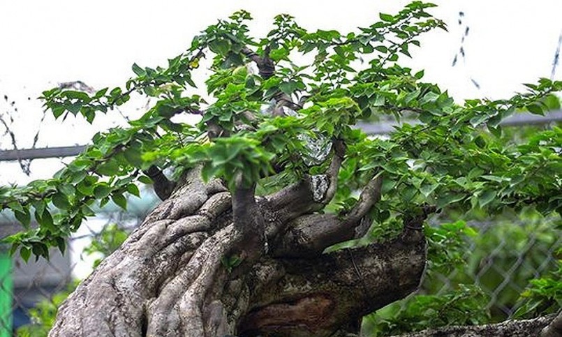 Gốc cây bông giấy cực “khủng” tại vườn anh Ngọc. 