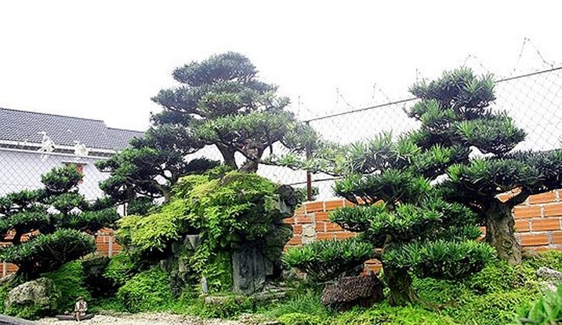 tác phẩm Đồi Tùng đã tạo điểm nhấn cho khu vườn