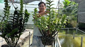 Chàng trai trốn lấy vợ vì trót mê lan đi vay mượn rồi thuê đất dựng vườn mỗi tháng bỏ túi 100 triệu