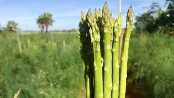 8 loại rau mùa hè giàu canxi hơn cả tôm cá, bán khắp chợ nhưng nhiều người không biết để mua