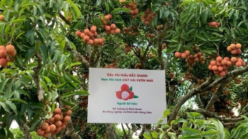 Chiêm ngưỡng cây vải thiều được Bộ trưởng Lê Minh Hoan đặt mua