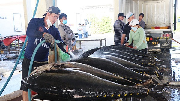 Xuất khẩu cá ngừ sang Mexico tăng đột biến