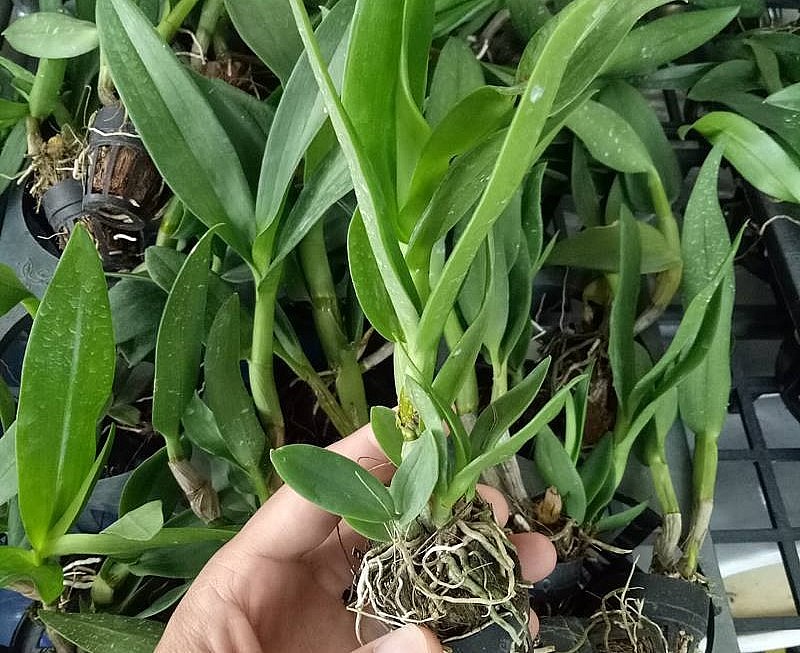 Vĩnh Khang đang kinh doanh hàng trăm dòng hoa lan như: vũ nữ, dendro, hồ điệp, chu đinh, pink vip, lan rừng. Vĩnh Khang đang kinh doanh hàng trăm dòng hoa lan như: vũ nữ, dendro, hồ điệp, chu đinh, pink vip, lan rừng.