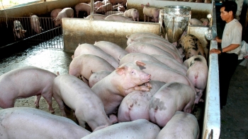 Giá heo hơi hôm nay 09/6: Bất ngờ giảm sâu tới 3.000 đồng/kg, nguồn cung thiếu hụt liệu đà tăng có duy trì bền vững?