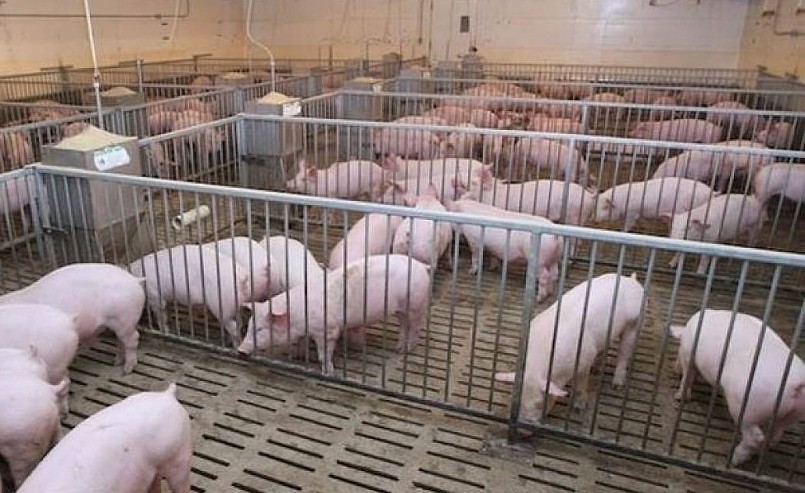 Giá heo hơi hôm nay (09/6), biến động trái chiều, nguồn cung giảm tạo cơ hội để duy trì đà tăng. Giá heo hơi hôm nay (09/6), biến động trái chiều, nguồn cung giảm tạo cơ hội để duy trì đà tăng.