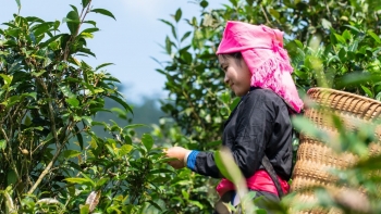 Chè Shan Tuyết Bản Liền hội tụ tinh hoa trà Việt xuất khẩu châu Âu, giá 5 triệu đồng/kg