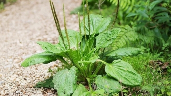 Cây mã đề có công dụng gì mà người trồng thu không đủ bán