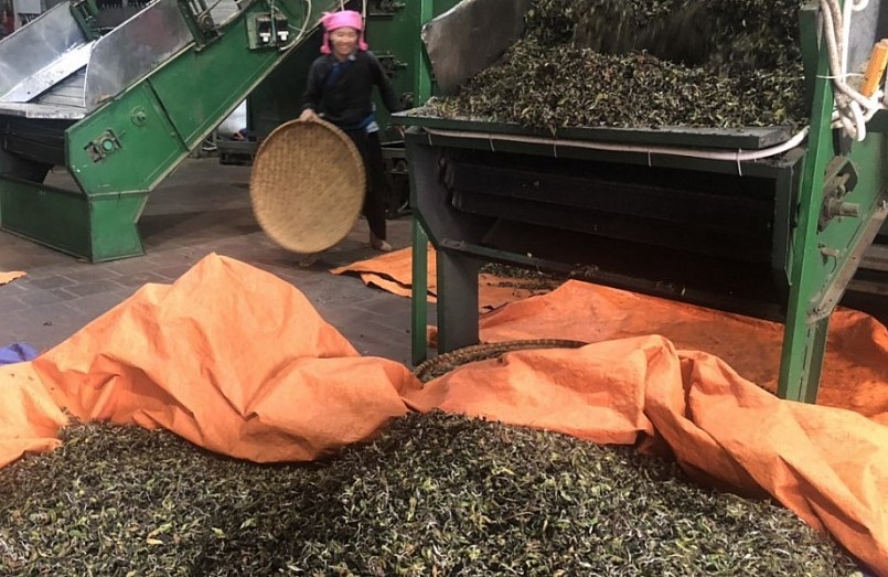 Người trồng chè shan tuyết ở Bản Liên đã liên kết để sản xuất quy mô lớn đáp ứng nhu cầu thị trường. Người trồng chè shan tuyết ở Bản Liên đã liên kết để sản xuất quy mô lớn đáp ứng nhu cầu thị trường.