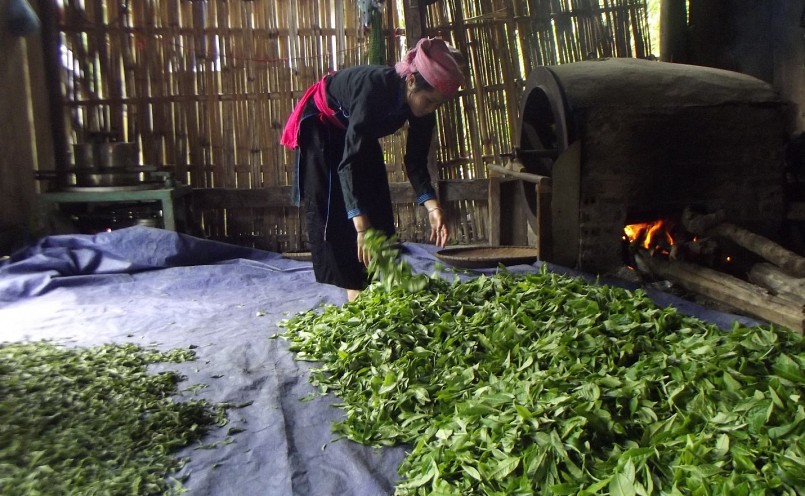 Chè sau khi hái được chọn lọc, đem xao suốt, tỏa hương thơm nồng nàn gọi mời du khách trải nghiệm đồi chè Bản Liền. Chè sau khi hái được chọn lọc, đem xao suốt, tỏa hương thơm nồng nàn gọi mời du khách trải nghiệm đồi chè Bản Liền.