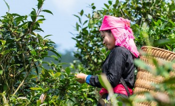 Chè Shan Tuyết Bản Liền hội tụ tinh hoa trà Việt xuất khẩu châu Âu, giá 5 triệu đồng/kg