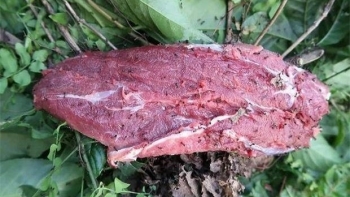 Món ăn nghe lạ tai, ăn lạ miệng, chế biến lạ lùng lại là đặc sản của Vĩnh Phúc