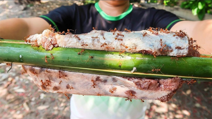 Mỗi loại kiến cho một hương vị khác nhau