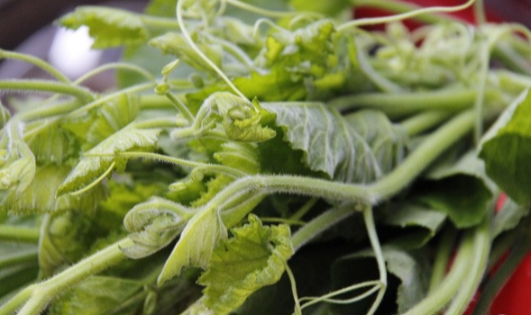 Rau bí rất tốt cho sức khoẻ