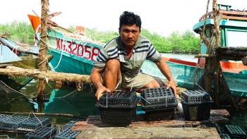 Nuôi cua độc lạ nhốt trong hộp rồi thả mé sông, anh nông dân Phú Quốc bán nửa triệu/kg