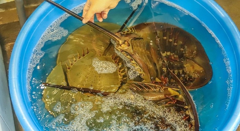 Từ một loài thường bị bỏ đi khi mắc lưới ngư dân, giờ đây sam đã trở thành món ẩm thực hấp dẫn dưới bàn tay chế biến của các đầu bếp địa phương. Từ một loài thường bị bỏ đi khi mắc lưới ngư dân, giờ đây sam đã trở thành món ẩm thực hấp dẫn dưới bàn tay chế biến của các đầu bếp địa phương.