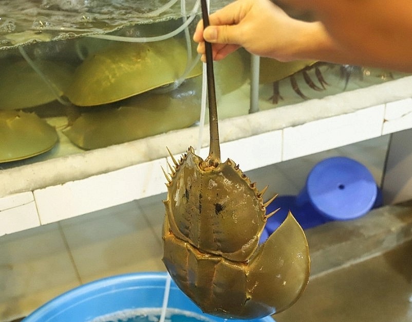 Con sam còn được gọi là 10 chân 4 mắt do đặc điểm ngoại hình của nó. Con sam còn được gọi là 10 chân 4 mắt do đặc điểm ngoại hình của nó.