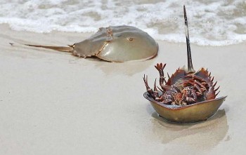 Món đặc sản "10 chân 4 mắt" ở Quảng Ninh hấp dẫn cỡ nào mà thực khách sẵn sàng chi tiền triệu?