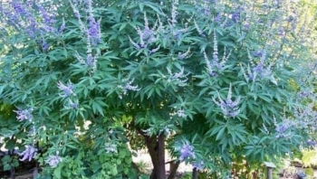 Tác dụng chữa bệnh của cây ngũ trảo