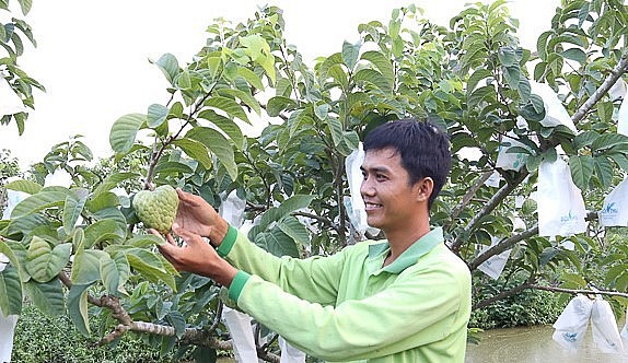 Anh Ngân đã tìm tòi các biện pháp kỹ thuật để có trái na Thái to đẹp.