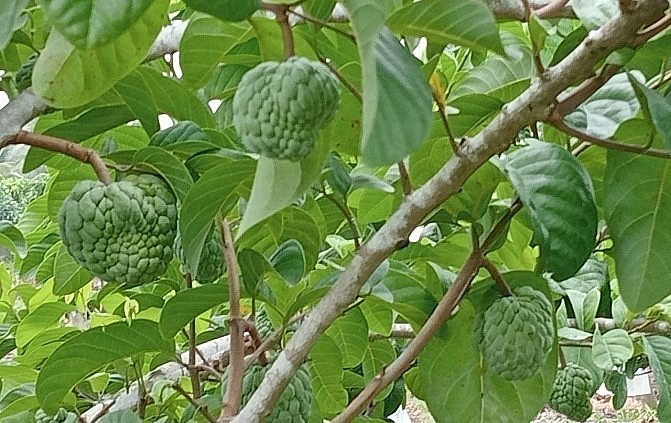 Cây na thái phát triển tốt trên đất phèn và cho hiệu quả kinh tế cao.