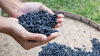 Loại hạt làm đẹp da, chống lão hóa vào mùa, 100.000 đồng/kg đi 3 phiên chợ mới mua được, tiểu thương tiết lộ sự thật