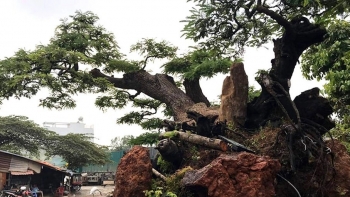 Người sở hữu cặp bonsai cực hiếm me "bay” và Gõ đỏ “ôm bộng mối” trị giá vài tỷ