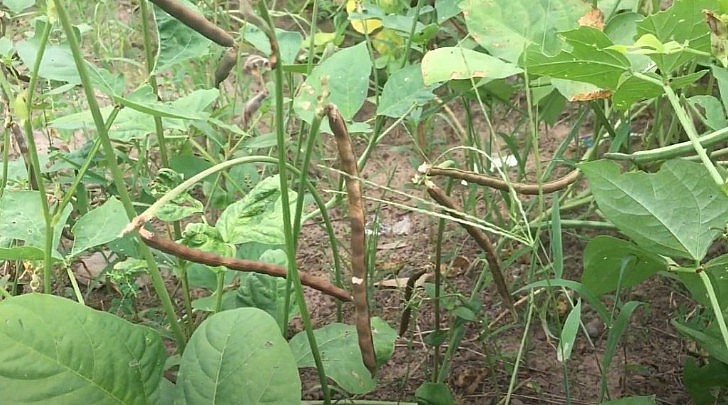 Đậu đen đang vào vụ thu hoạch Đậu đen đang vào vụ thu hoạch