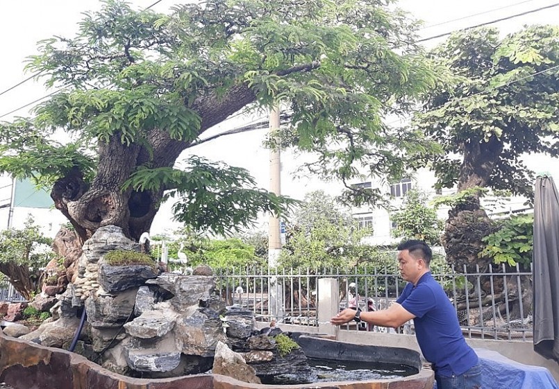 Cây me trăm tuổi được chủ nhân vận chuyển về từ Campuchia.