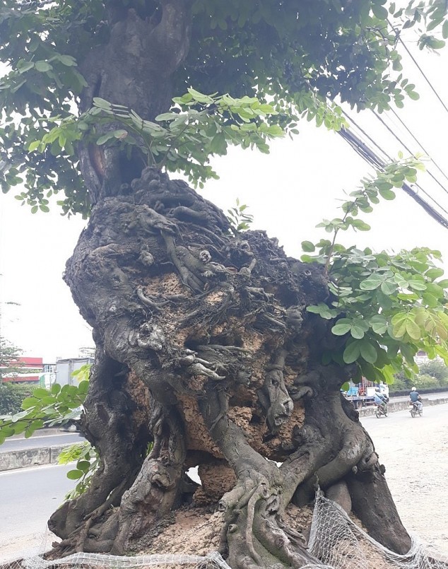 Cây Gõ đỏ “ôm bộng mối”, đây là một loại cây gỗ quý hiếm.