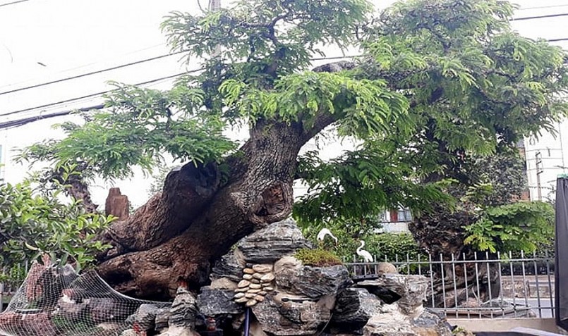 Hình dáng cây me như đang bay lên.