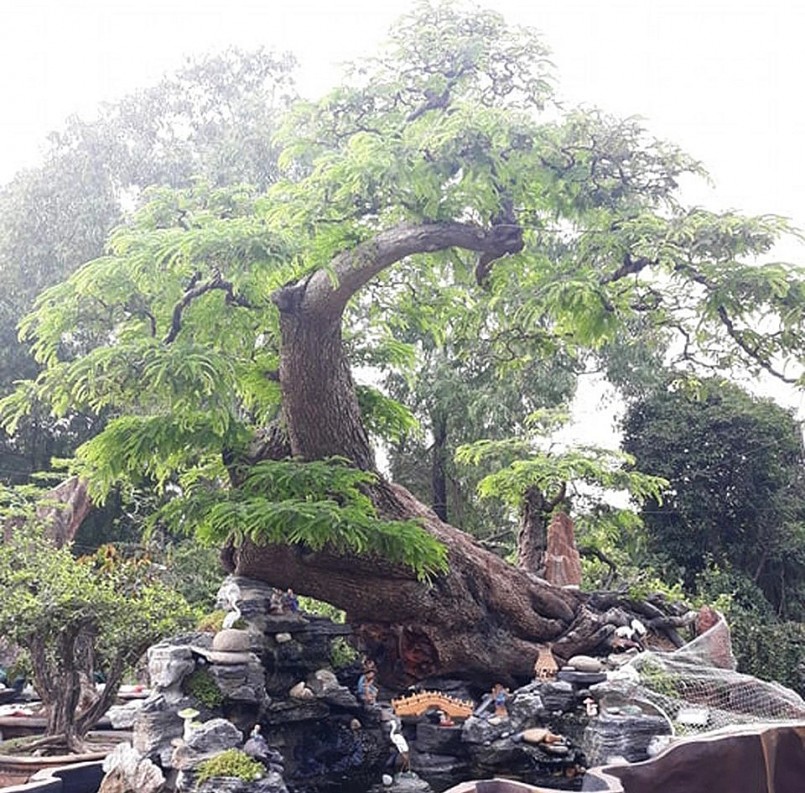 Cây me có hình dáng độc, lạ được giới chơi cây cảnh đánh giá cao.