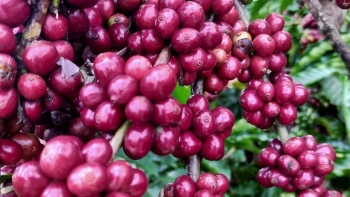 Giá nông sản hôm nay 10/6: Cà phê bất ngờ giảm đồng loạt, hồ tiêu cũng rớt xuống đáy 70.000 đồng/kg