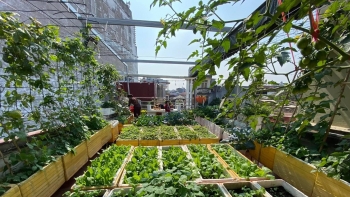 Nghề lạ, chăm vườn rau cho nhà giàu bán kèm vật tư, hạt giống kiếm bạc tỷ mỗi năm