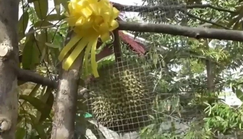 Sầu riêng ở Nonthaburi đòi hỏi sự chăm sóc tinh tế.