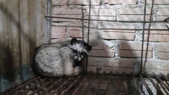 Nuôi con đặc sản thích ăn cháo cá, tráng miệng trái cây, bán một con có ngay tiền triệu