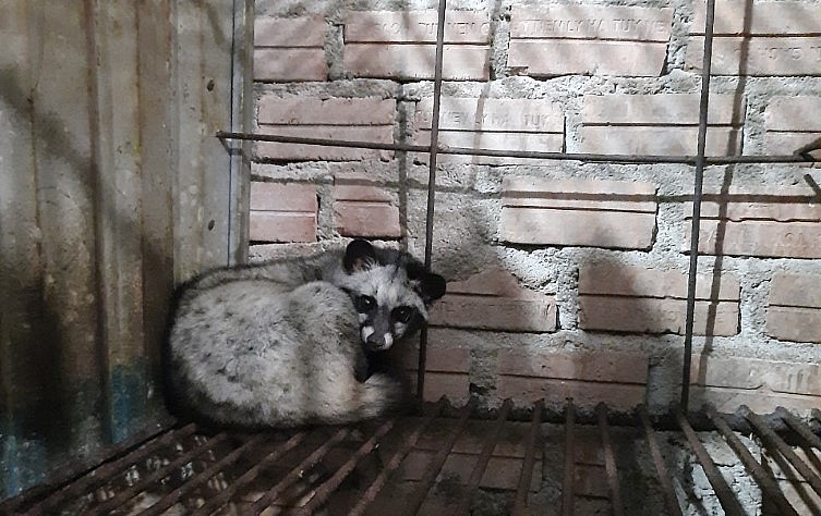 Chồn hương hay còn gọi là cầy vòi hương  