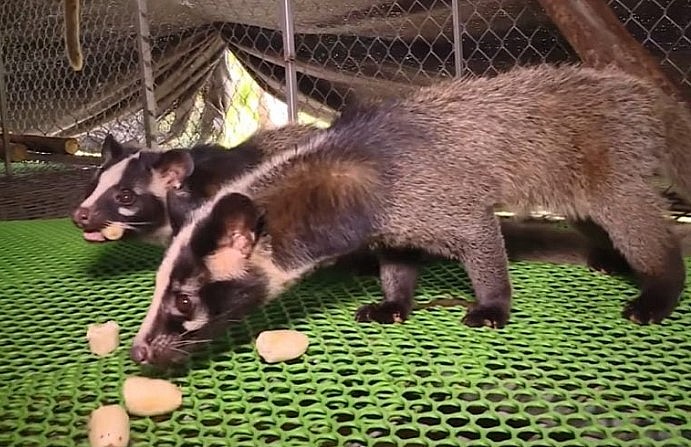 Cầy vòi đang được nuôi thử nghiệm trong chuồng gỗ để sinh sản.