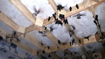 Xây nhà như lô cốt dụ chim trời về ở, không cần cho ăn mỗi tháng thu được thứ quý như vàng