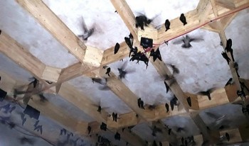 Xây nhà như lô cốt dụ chim trời về ở, không cần cho ăn mỗi tháng thu được thứ quý như vàng