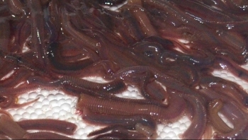 Thứ có tên gọi lạ, xưa ít người biết, nay thành đặc sản nổi tiếng một vùng, giá 200.000 đồng/kg