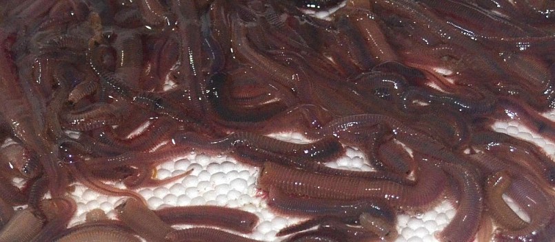 Thứ có tên gọi lạ, xưa ít người biết, nay thành đặc sản nổi tiếng một vùng, giá 200.000 đồng/kg